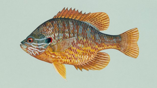 Drawing of a tropical fish, with blue, orange, red, yellow, and green coloration.