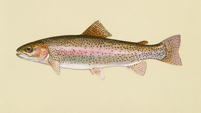 Drawing of a tan fish with pink accents and a white underside.