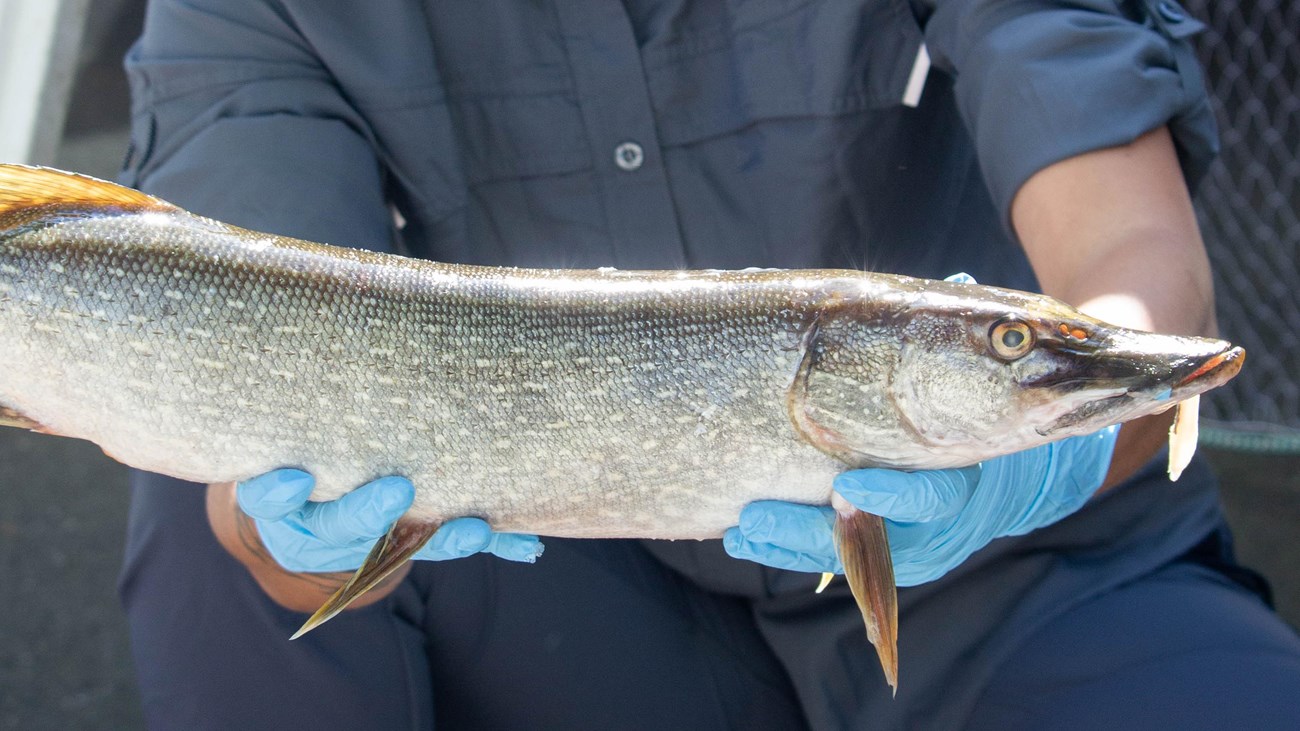 Close up of a silver fish being held by two hands with blue gloves.