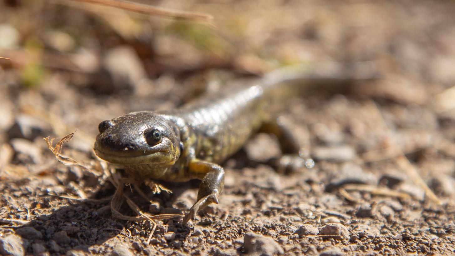 A brown salamander with yellow underbelly stripes stares directly into the camera.
