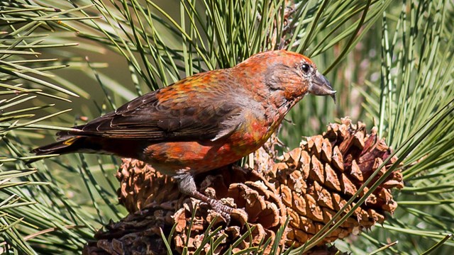 a red crossbill sits in a pine tree on a pinecone