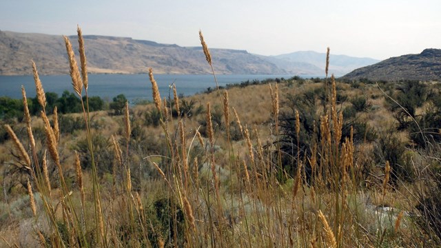 Narrow tan grasses stick out on a dry landscape with shrubs overlooking a vast lake.