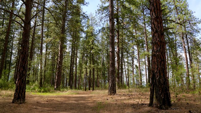 Tall pine trees line a wide dirt pathway.