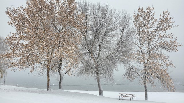 Snowy landscape frames four leafless trees.