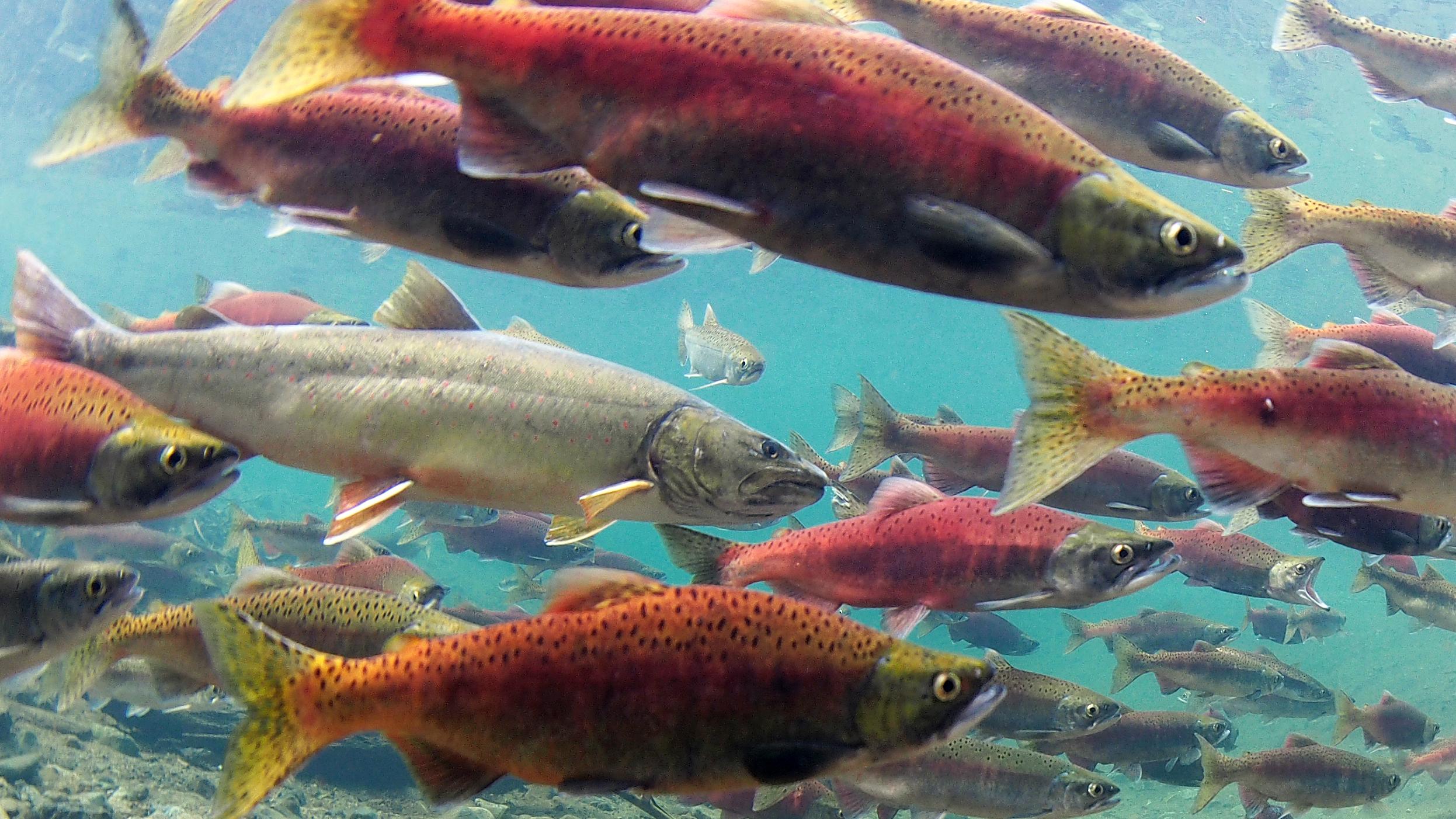 Red bodied and gray bodied fish swim by in clear blue water.