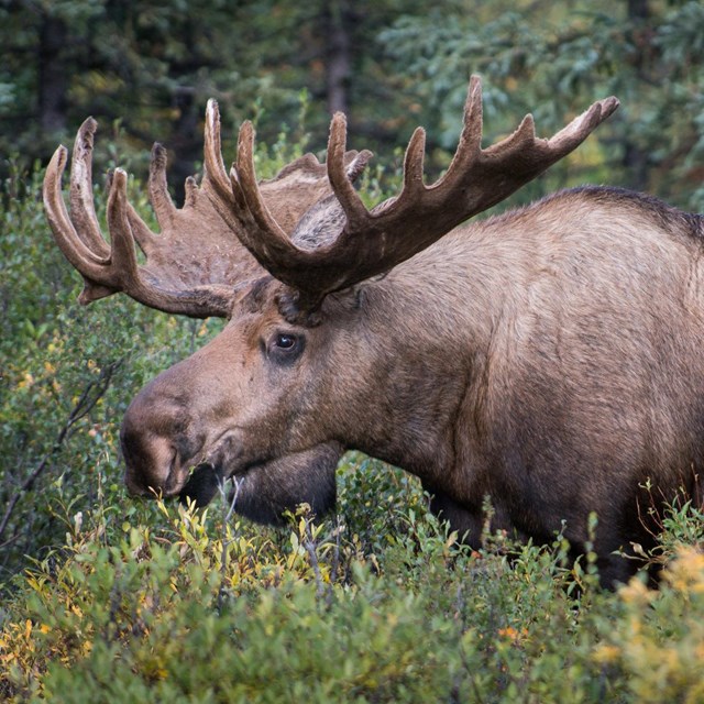a bull moose with large antlers walks through leafy brush