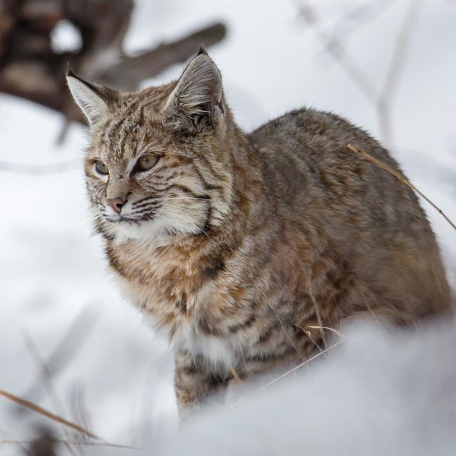 a bobcat sits in snow