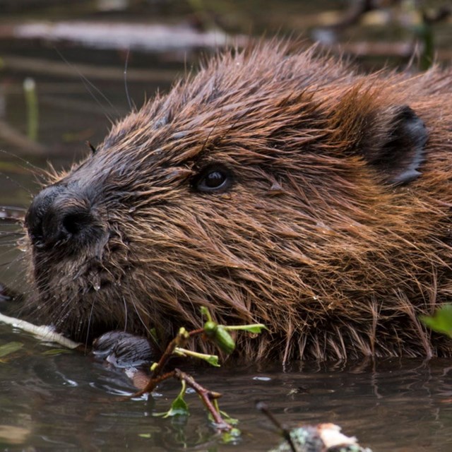 close-up of a beaver's face as it swims through water