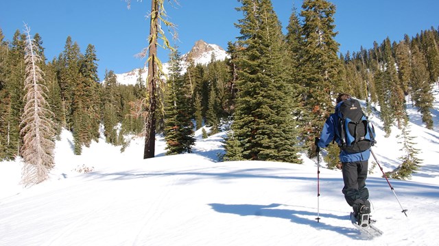 one snowshoer among the pine trees with a mountain in the background