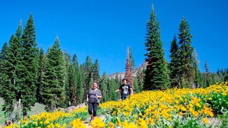 A woman and a young man hike downhill through thick yellow wildflowers