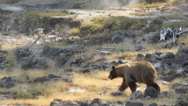 A light-brown black bear walks across an area of rock and yellow grass from which steam is rising