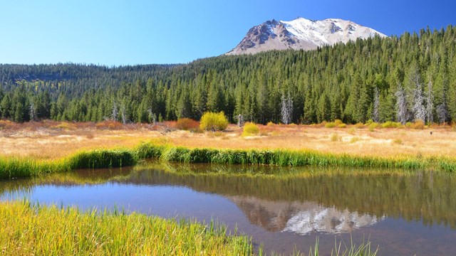 snowy peak reflected in a creek running through a meadow, trees behind