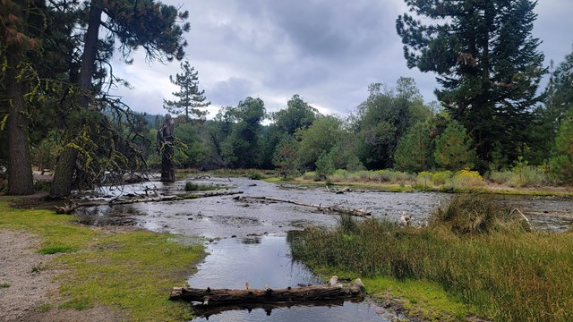 wetland area with tall pine trees and gray cloudy skies above