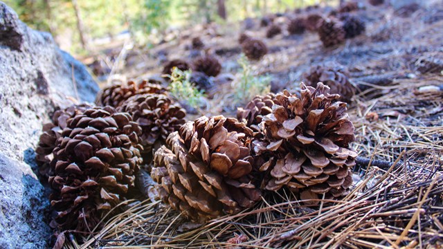 Pine cones and pine needles on the ground