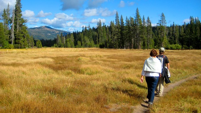 Hikers on walk through a golden field with pine trees and a mountain peak behind