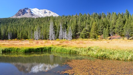 Lassen Peak reflected in pond lined by yellow grasses and orange leaves