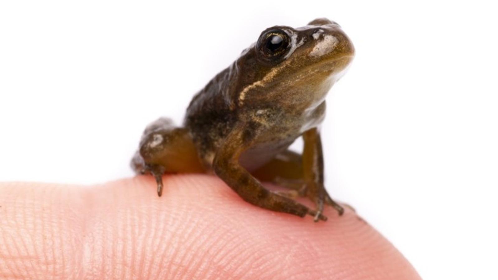 A young Cascades frog rests on a fingertip