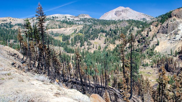 A color photo of a mountain landscape. Some burned trees cover a steep slope in the foreground. Gree