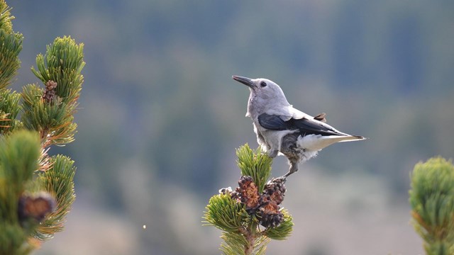 small gray and black bird perched on a pine tree