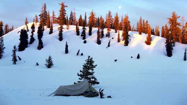 a small tent in a snowy plain, pine trees and moon behind