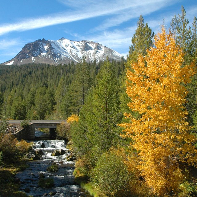 yellow cottonwood tree stands out against green pines near a creek, snowy peak in the background