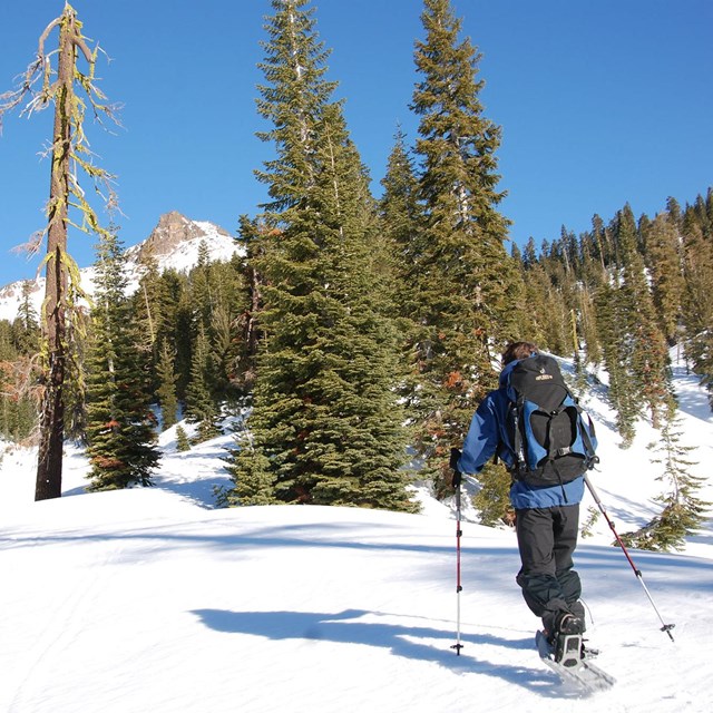 one snowshoer among the pine trees with a mountain in the background