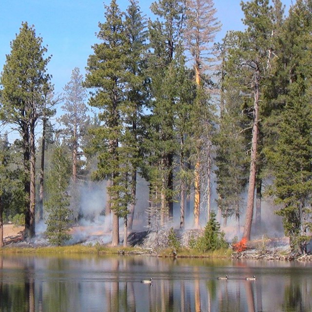 Smoke rises from low-intensity fire on the edge of a lake lined by conifers.