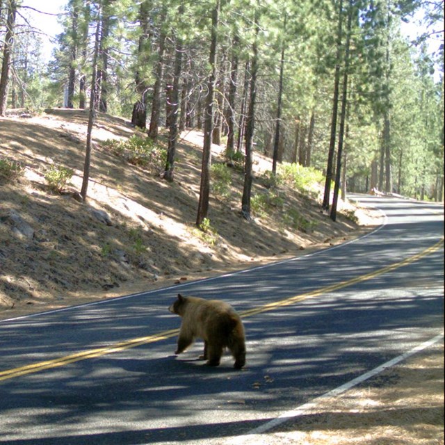 A brown-colored bear walks across a road lined by small, sparsh conifers.