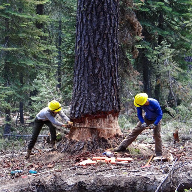 Two people in yellow hard hats hold each end of a crosscut saw while cutting a large conifer in a fo