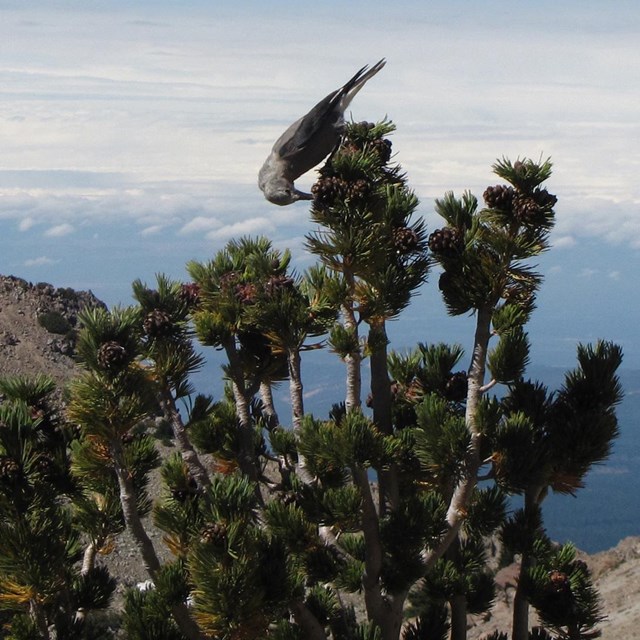 A grey bird pecking at a cone on a conifer tree.