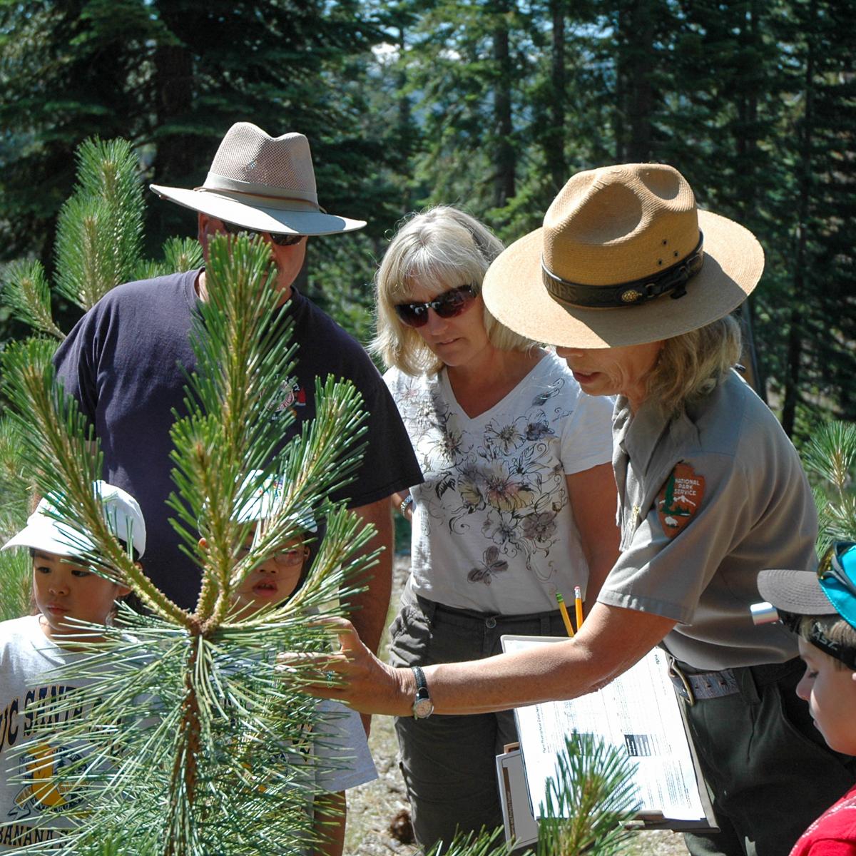 Three adults and three children inspect a small conifer.
