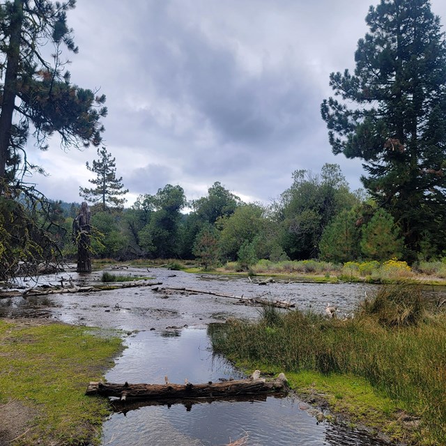 wetland area with tall pine trees and gray cloudy skies above