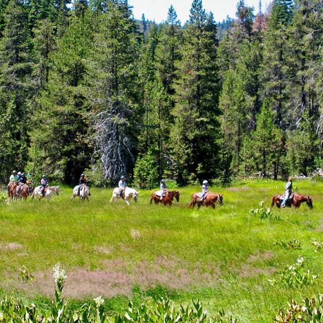 a line of horseback riders weave through a green meadow