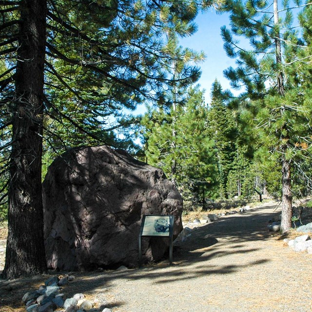 An interpretive sign sits in front of a large bolder on the left side of a dirt trail in a conifer f