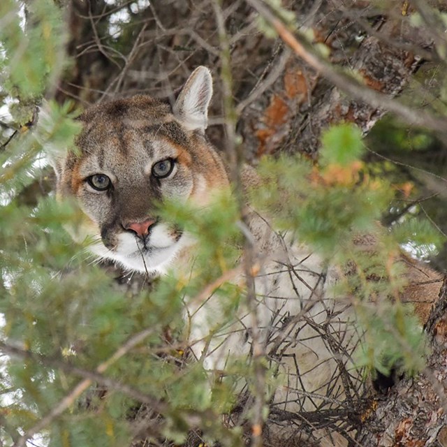 The head of a cougar peeking through branches