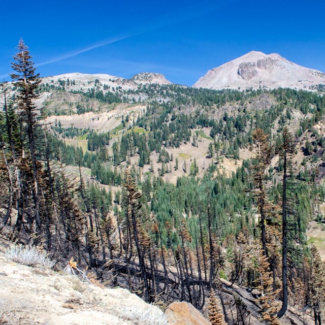 A color photo of a mountain landscape. Some burned trees cover a steep slope in the foreground. Gree