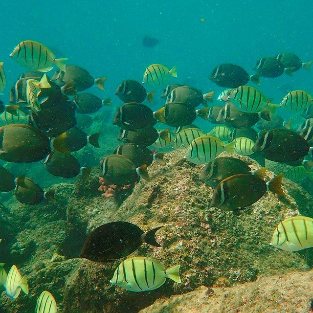 school of striped tropical fish in the ocean