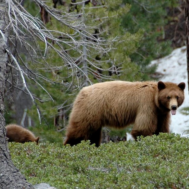 tan adult black bear with cub near a tree