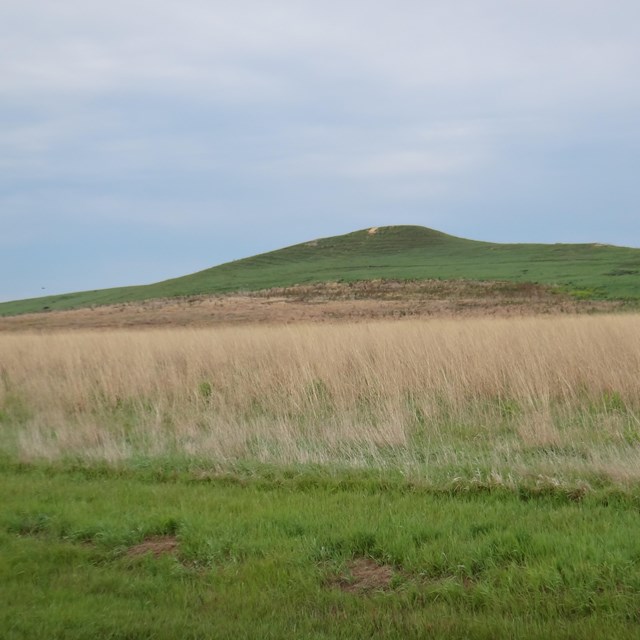 Large, grassy mound