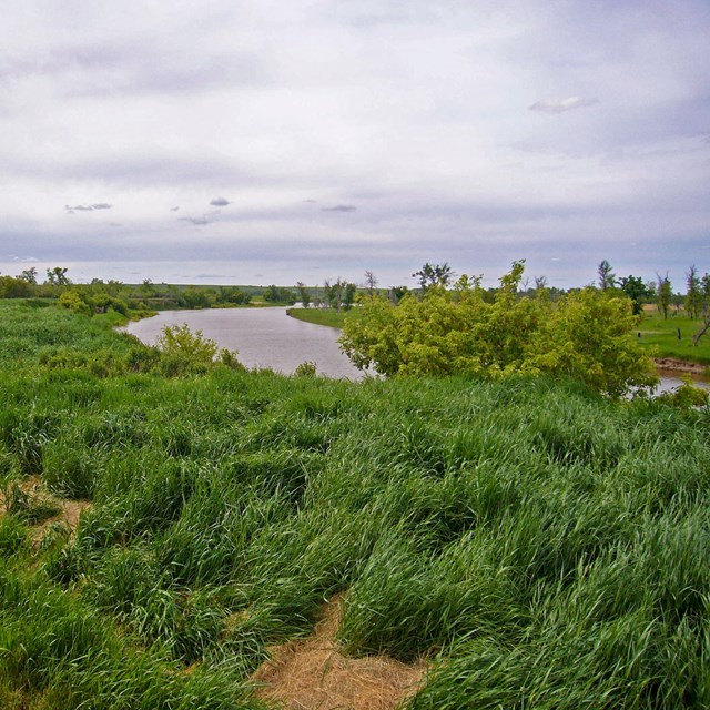 Grassy field with river bank