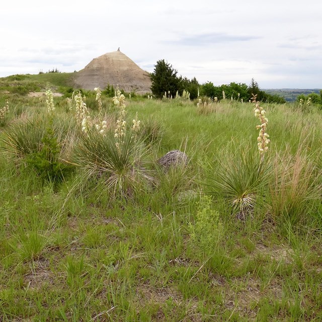 Sand hill surrounded by grasses