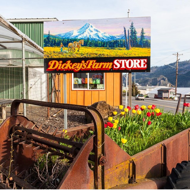 Rusty tractor filled with tulips. Sign with mountain reads Dickeys Farm Store.