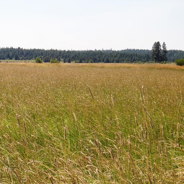 A field of tall yellowing grasses