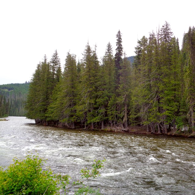 Flowing river with evergreen trees