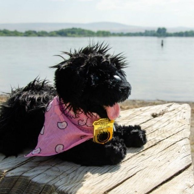 toy dog near water