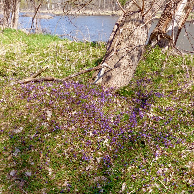 Purple blooming flowers with river in the background