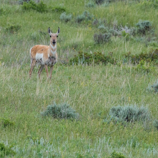 pronghorn standing in a grassy field