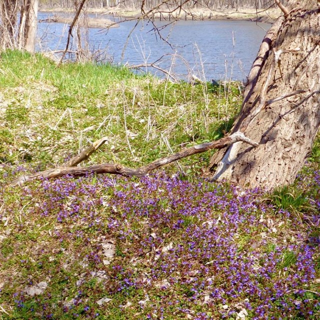 Riverbank with carpet of purple flowers