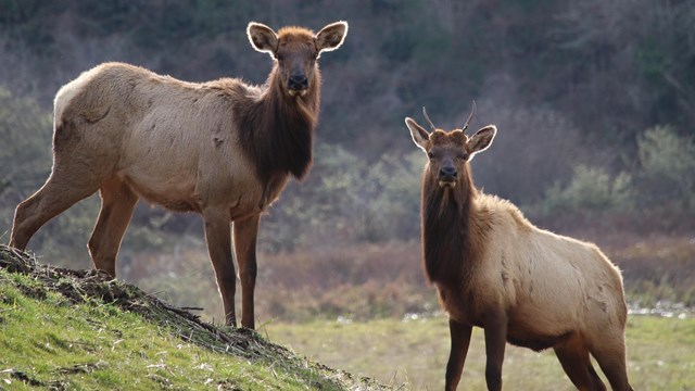 Two elk facing camera in a field