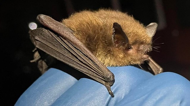 A bat being carefully held in a gloved hand
